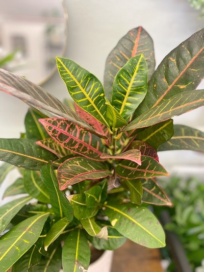 Croton Houseplant