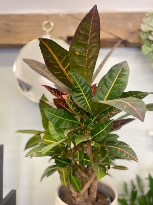 Croton Houseplant