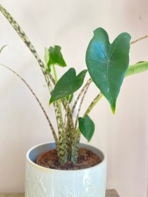 Alocasia 'zebrina' houseplant