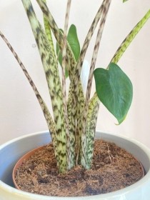 Alocasia 'zebrina' houseplant