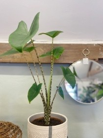 Alocasia 'zebrina' houseplant